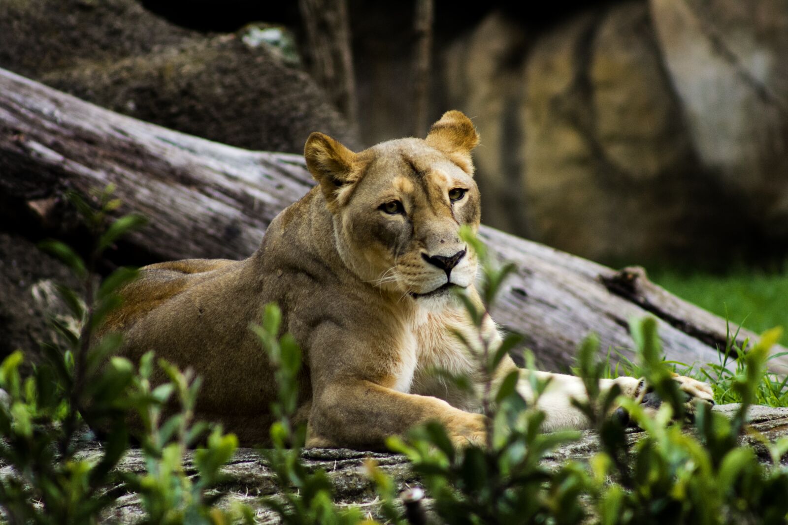Canon EF75-300mm f/4-5.6 sample photo. Leon, zoo, wild photography