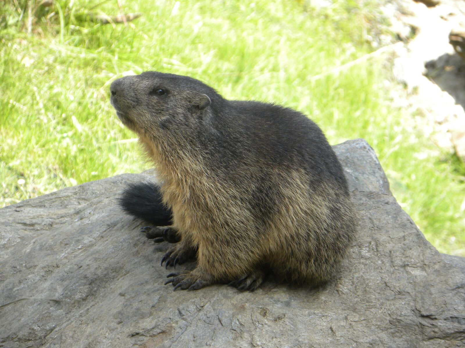 Nikon Coolpix P90 sample photo. Marmot, mountain, green photography