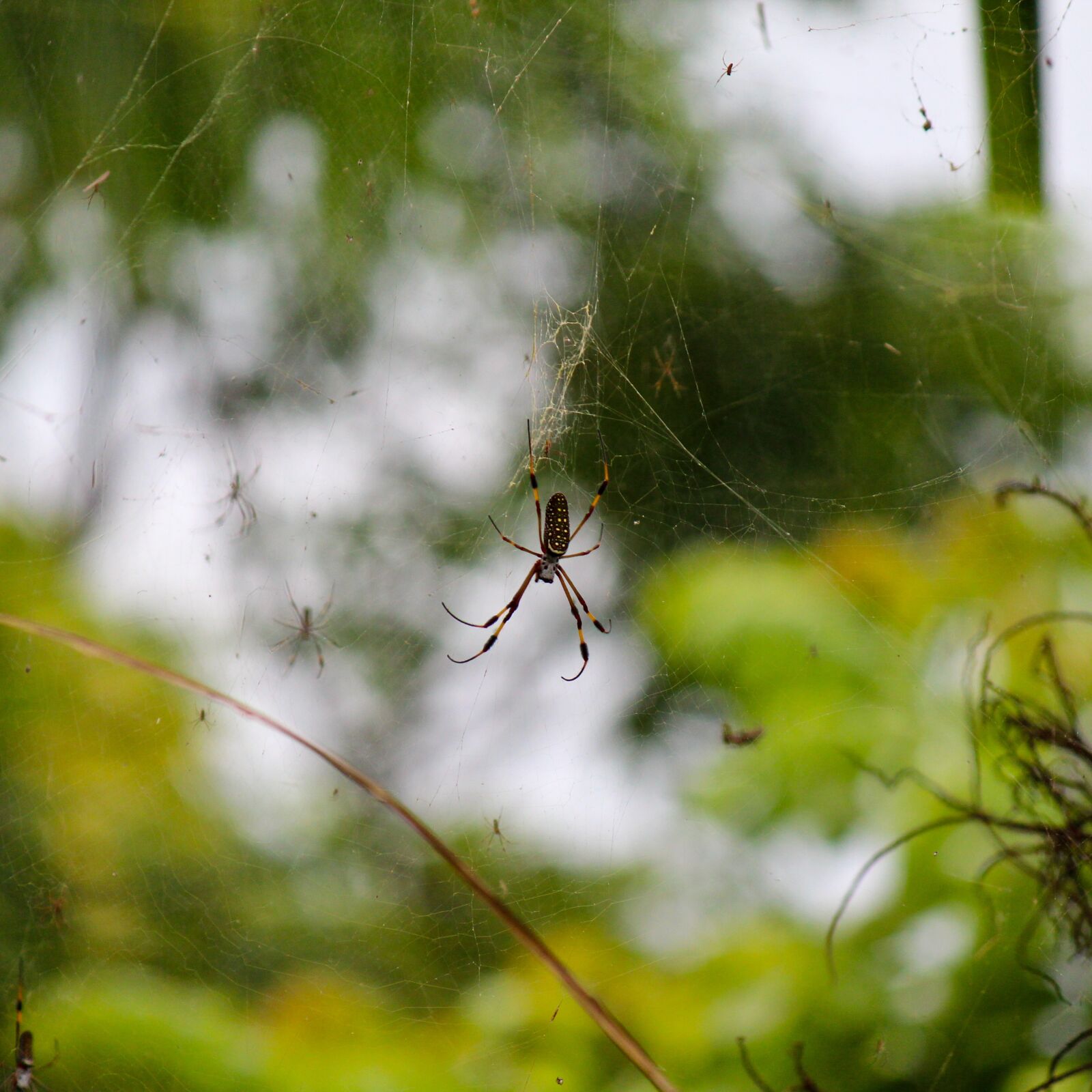 Canon EF-S 55-250mm F4-5.6 IS sample photo. Spider, jamaica, web photography