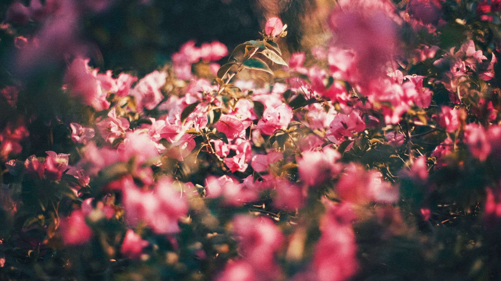 Canon EOS 6D + Canon EF 50mm F1.4 USM sample photo. Flowers, pink photography