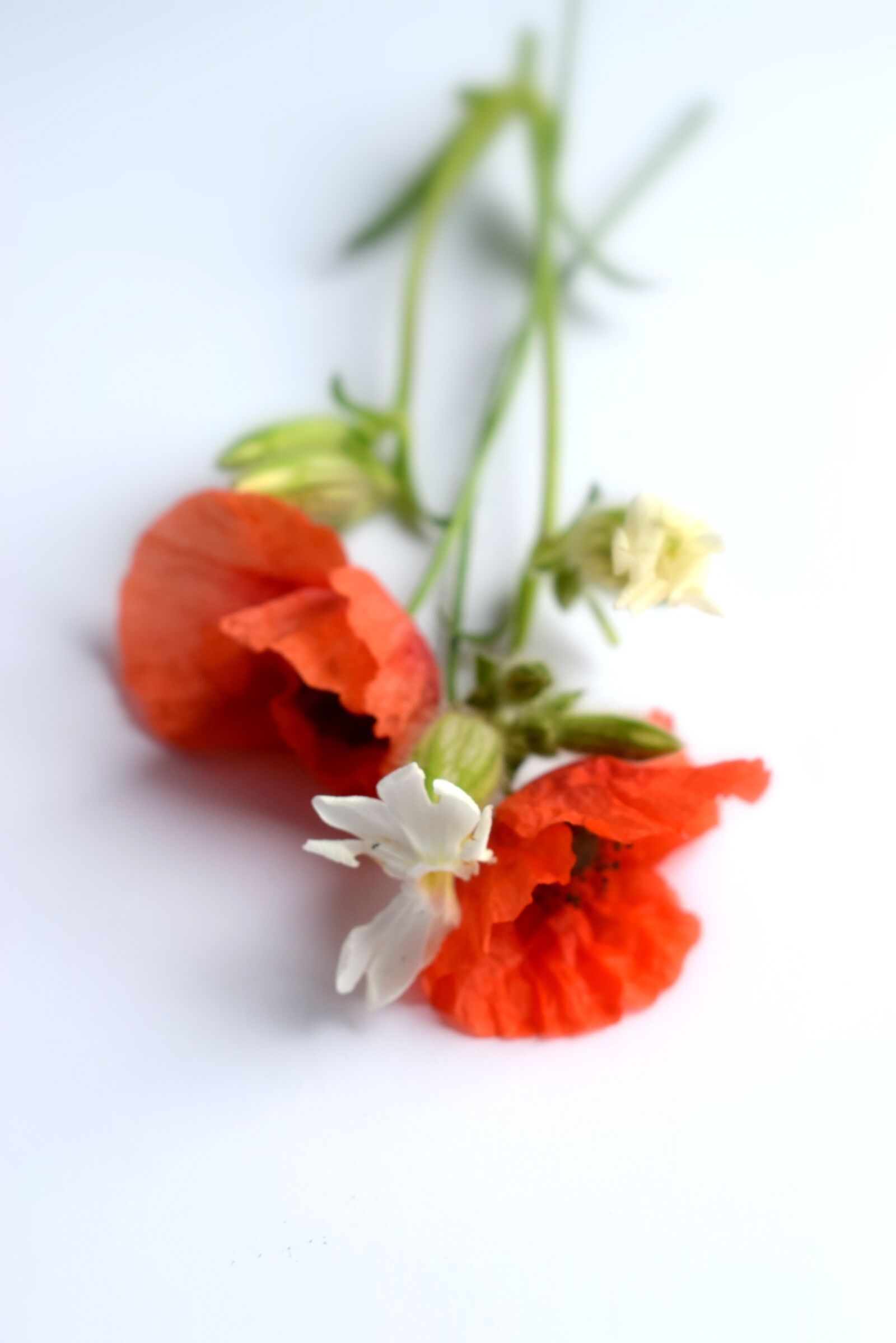 Nikon D3300 sample photo. Wolf, poppy, bouquet photography