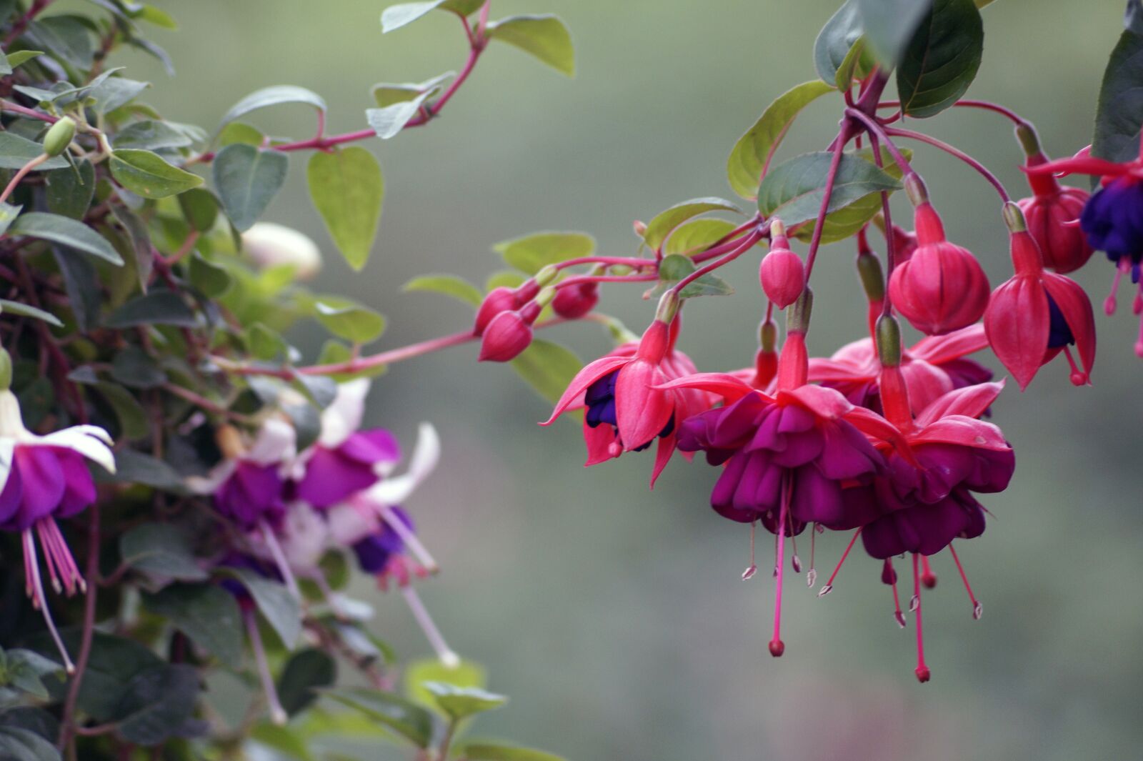 Sony SLT-A58 + Sony DT 55-200mm F4-5.6 SAM sample photo. Plant, flowers, earring photography