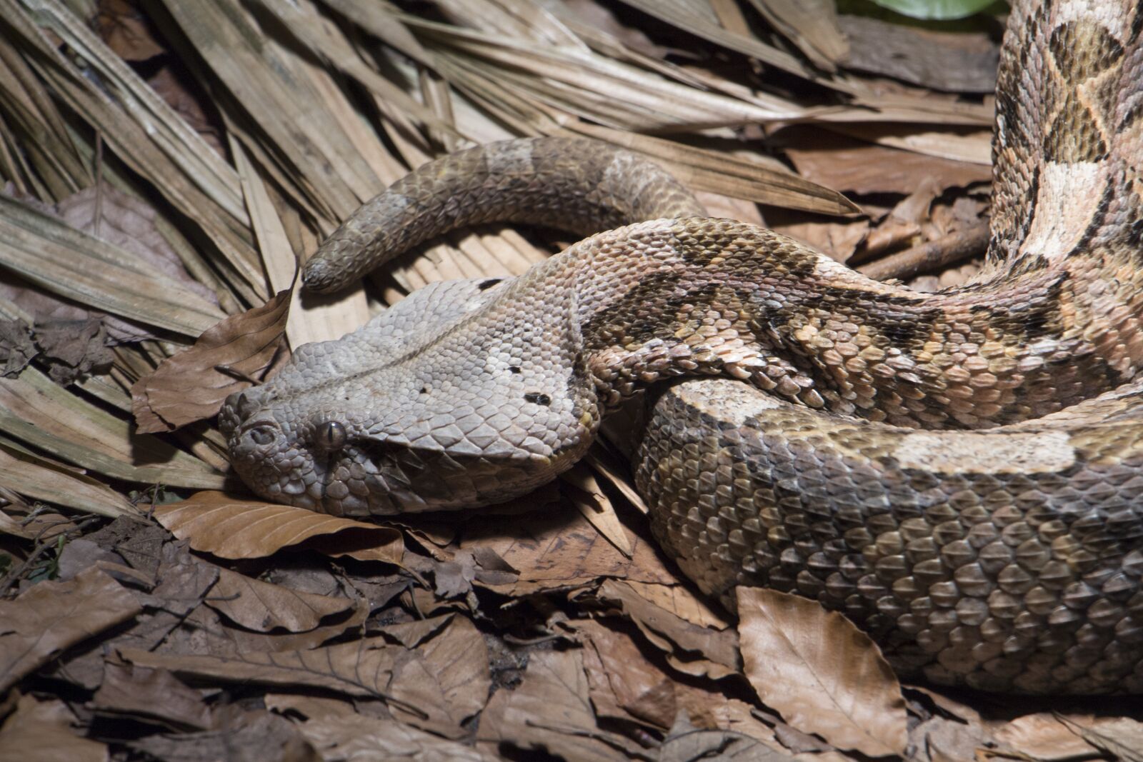 Canon EOS 700D (EOS Rebel T5i / EOS Kiss X7i) sample photo. Snake, nature, animal photography