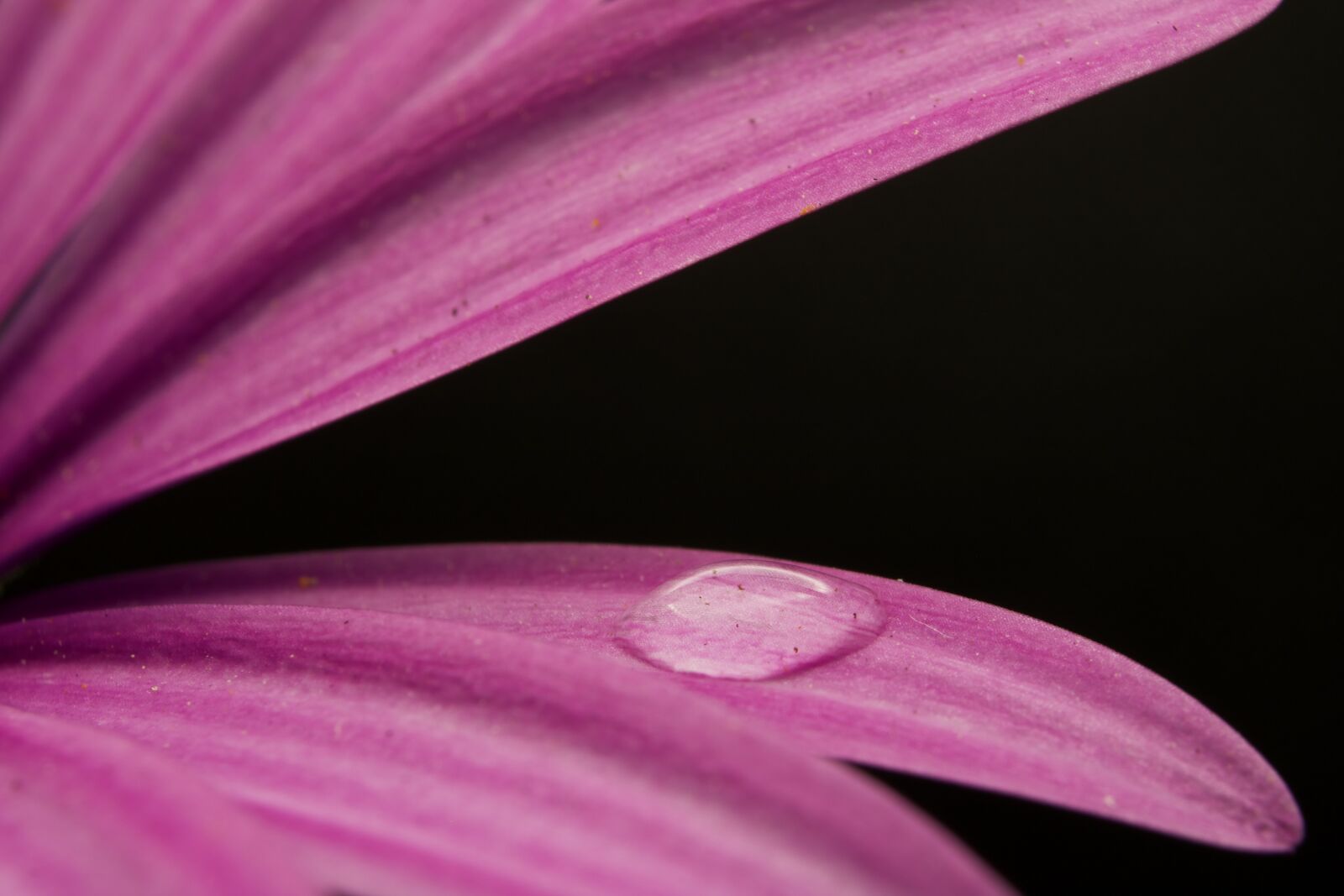 Canon EOS 750D (EOS Rebel T6i / EOS Kiss X8i) sample photo. Flower, petal, stem photography