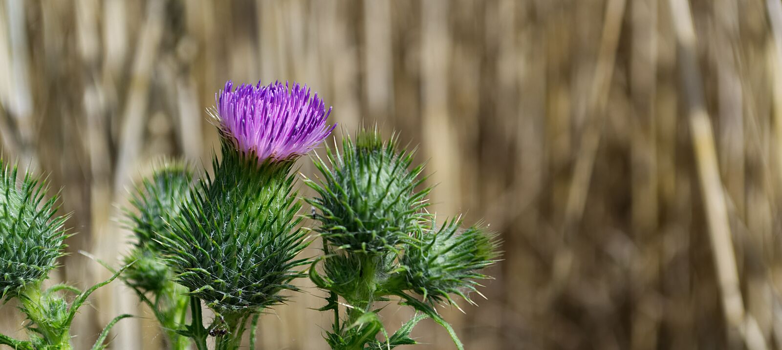 Nikon D3100 sample photo. Thistle, purple, nature photography