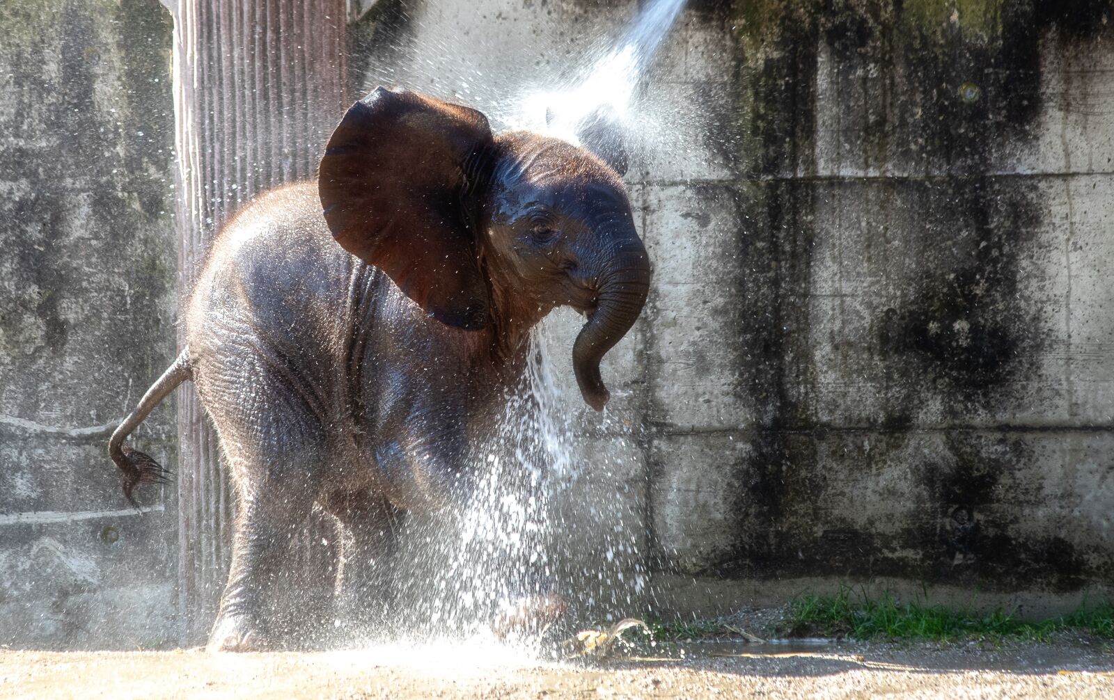 Canon EF 70-300mm F4-5.6 IS USM sample photo. Elephant, mammal, animal photography