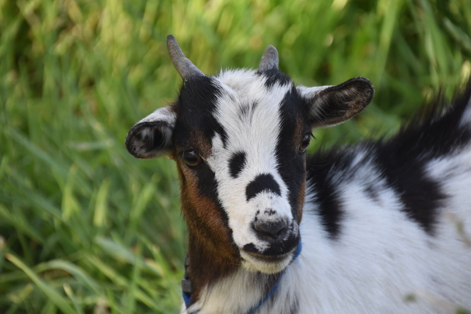Nikon D5600 sample photo. Goat, goat horns, ruminant photography