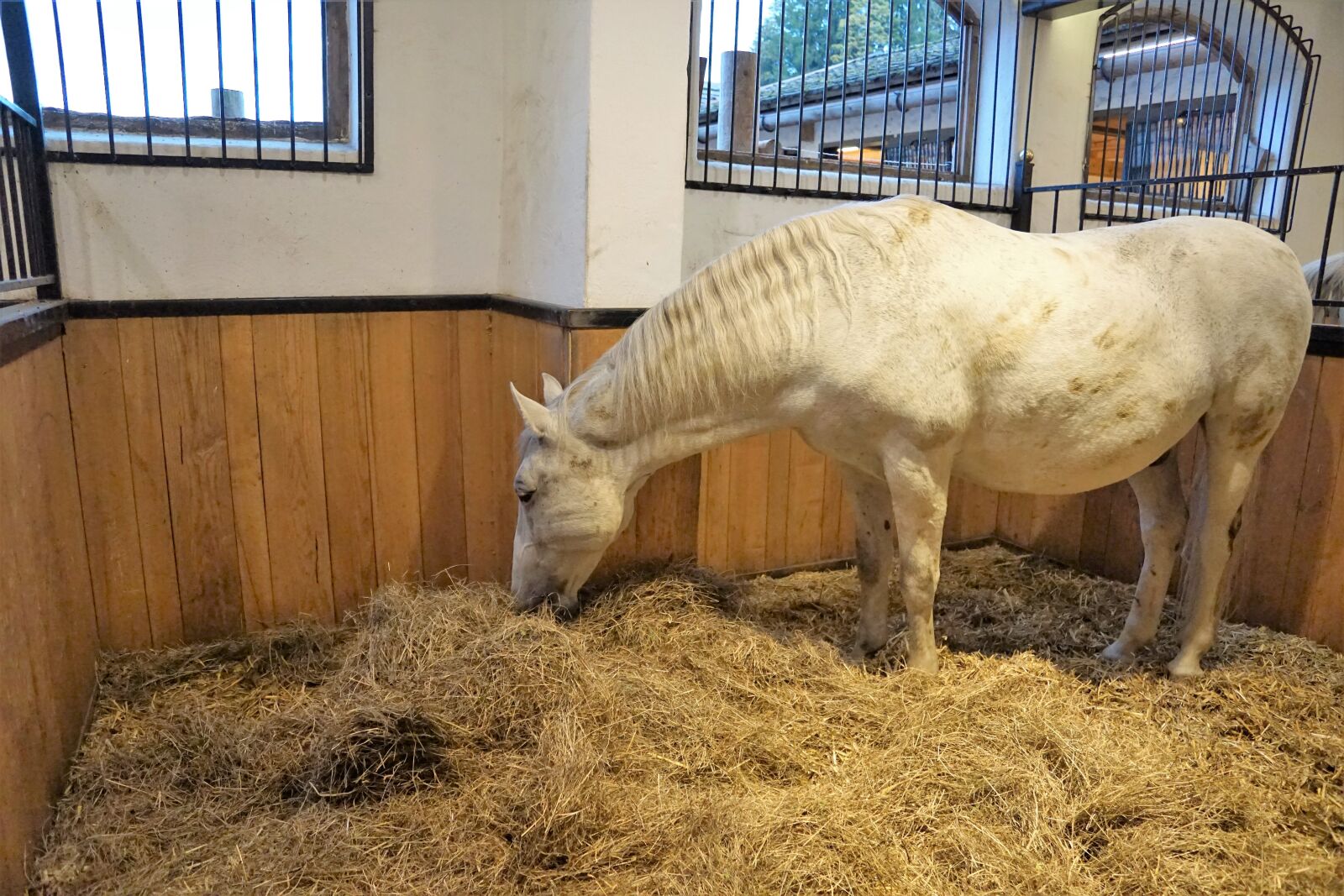 Sony ILCA-77M2 + Sony DT 16-50mm F2.8 SSM sample photo. Horse, lipizzaner, stud photography