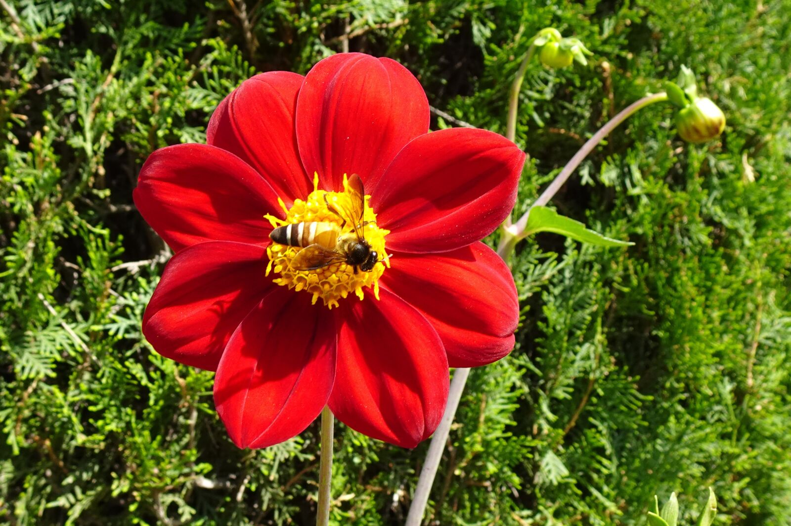 Sony DSC-WX800 sample photo. Flower, dahlia, bee photography