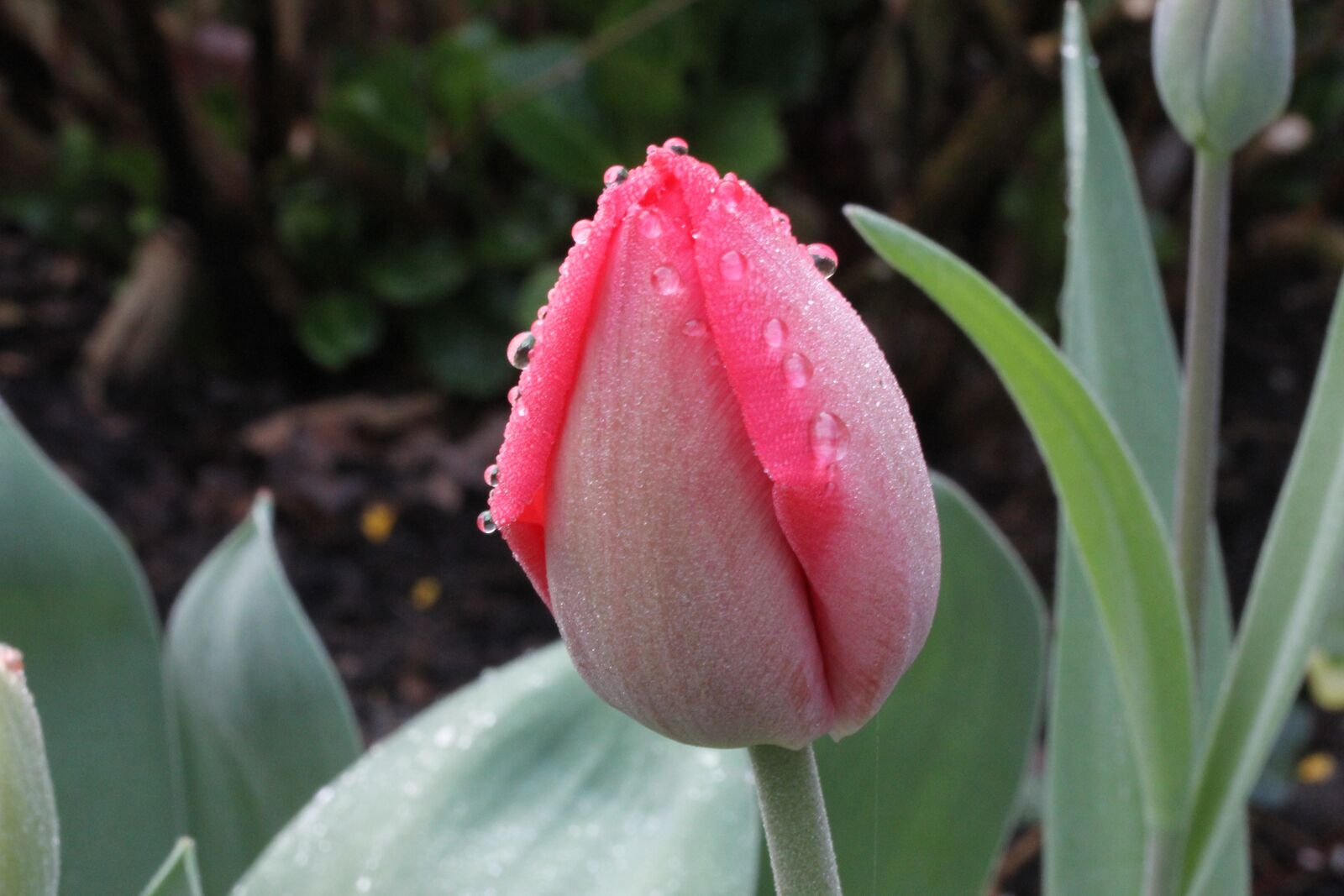 Canon EF-S 60mm F2.8 Macro USM sample photo. Flower, nature, tulip photography