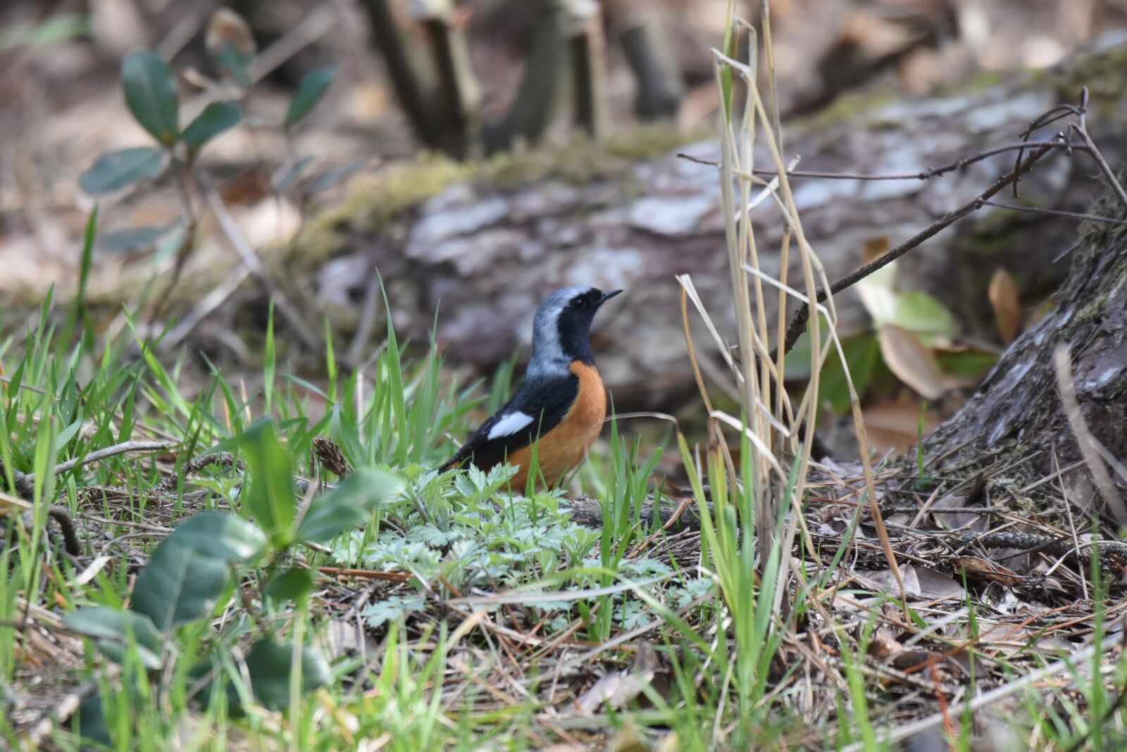 Nikon D7200 sample photo. Animal, forest, wood photography