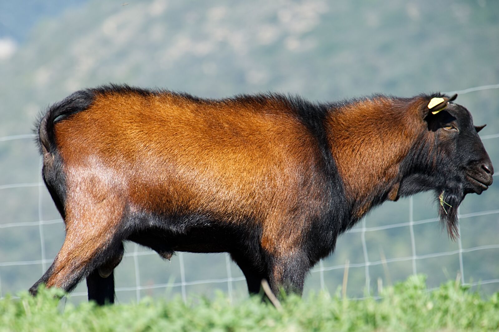 Fujifilm X-A2 sample photo. Goat, male, animal photography