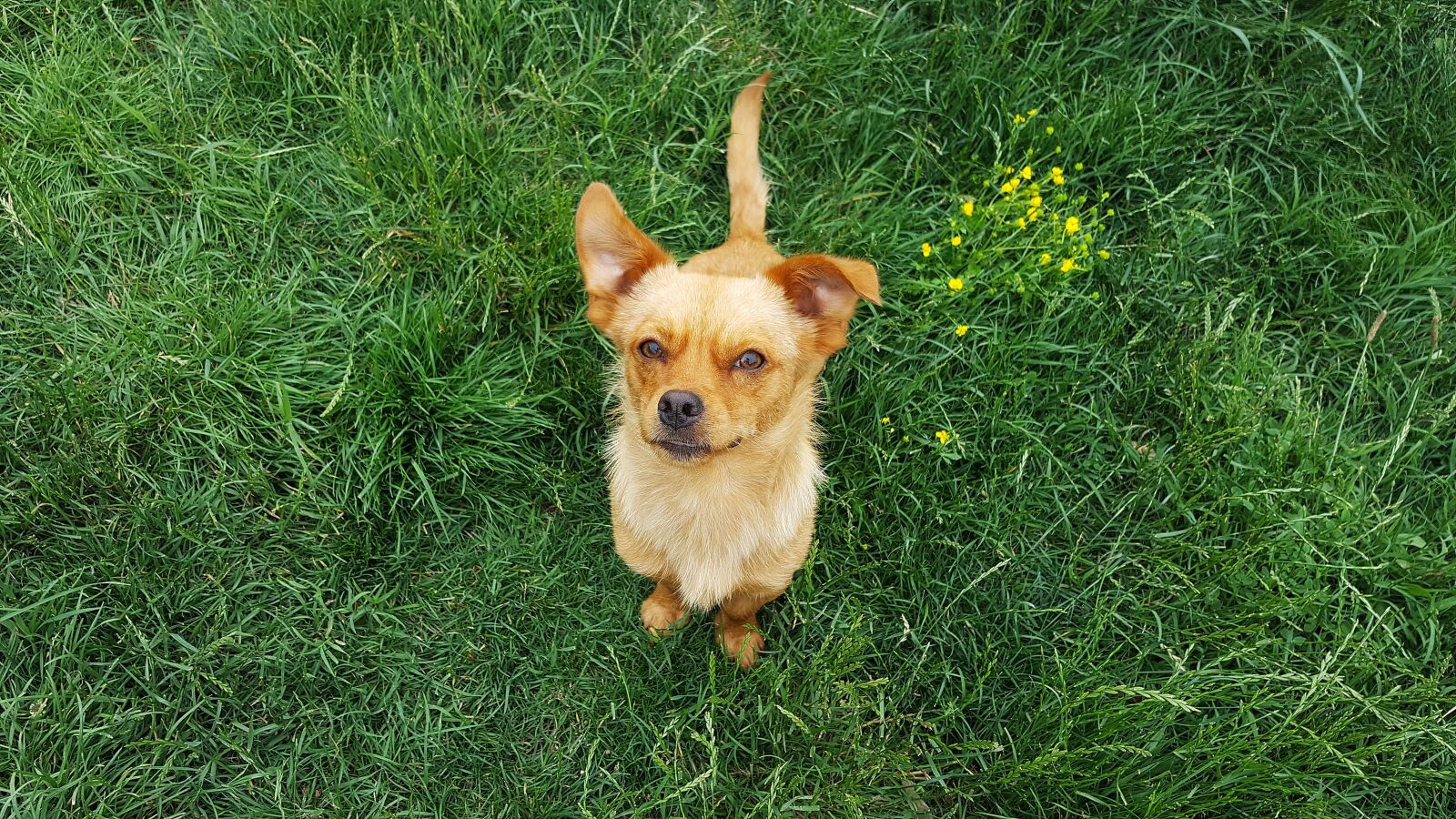 Samsung Galaxy S6 sample photo. Dog, young dog, doggy photography