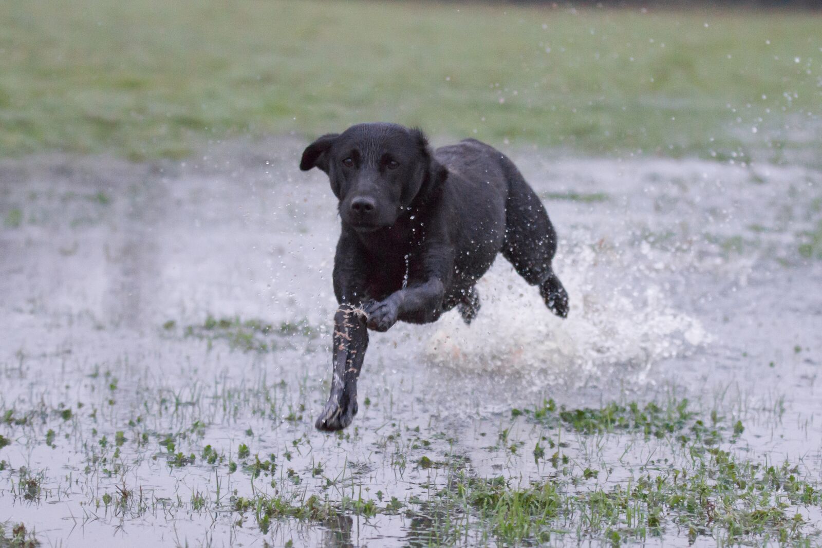 Canon EOS 7D + Canon EF 70-200mm F2.8L IS II USM sample photo. Labrador black, running over photography