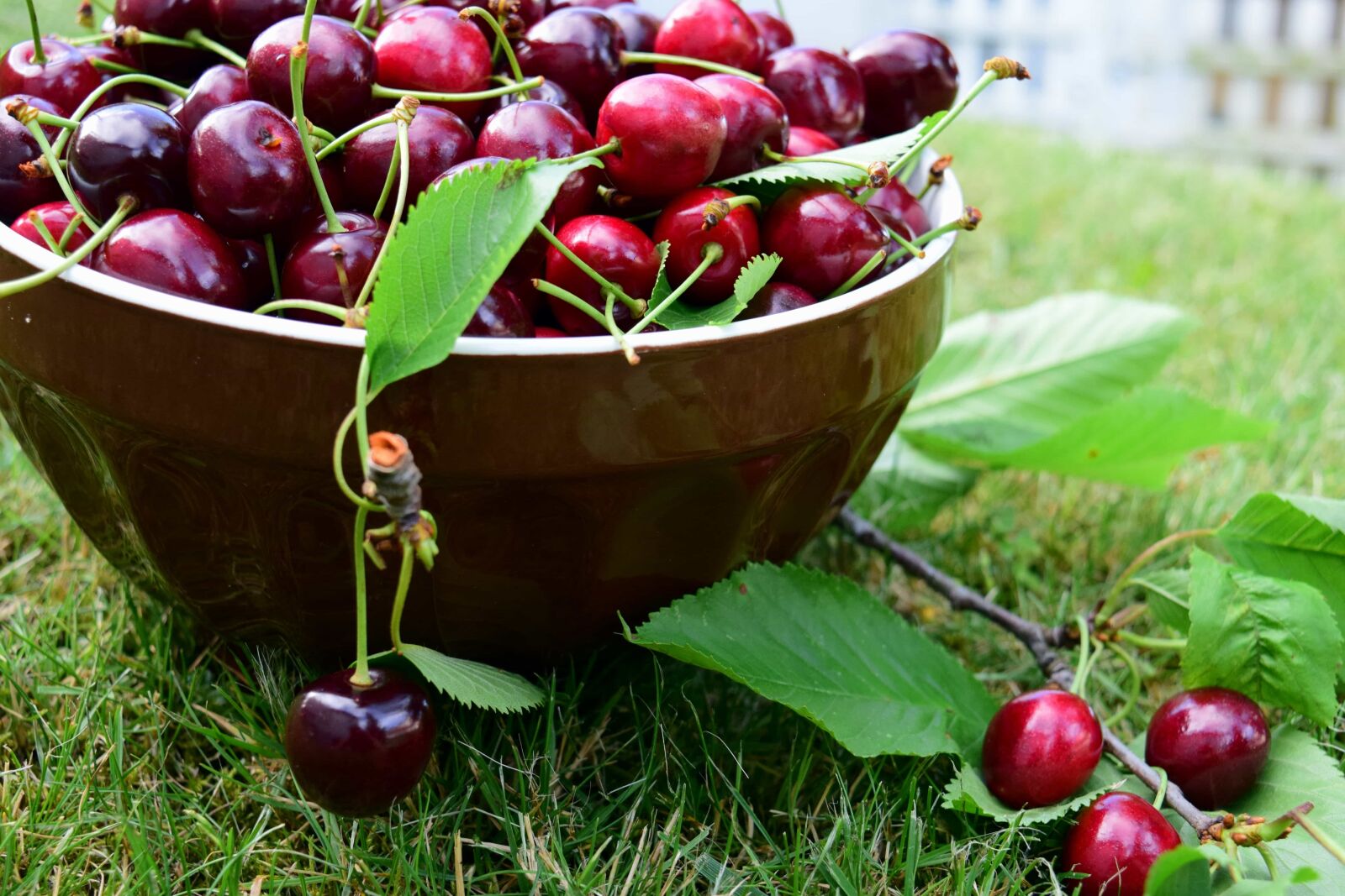 Nikon D3300 sample photo. Fruit, leaf, delicious, cherry photography
