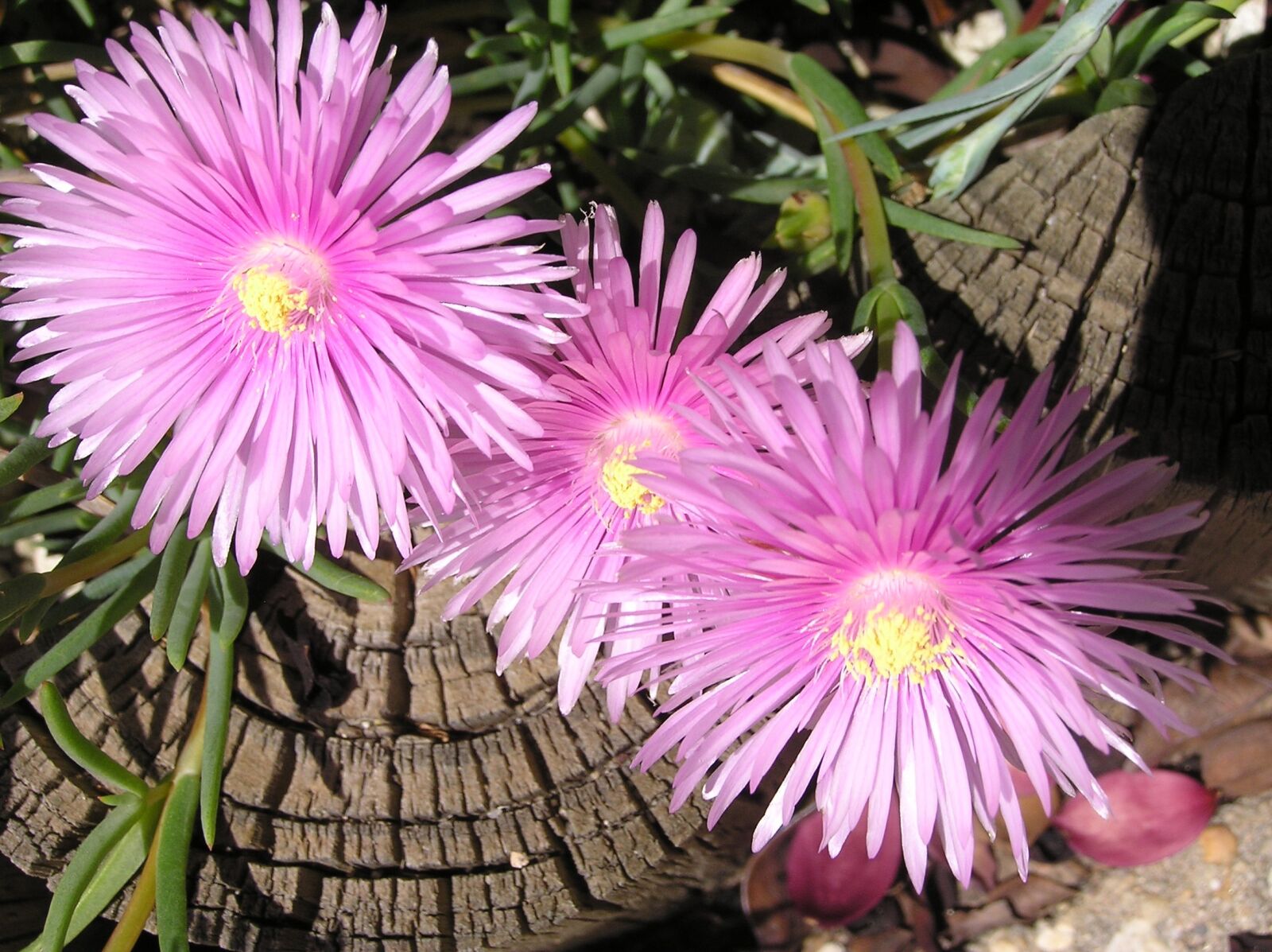 Olympus C750UZ sample photo. Pig face, pink, succulent photography