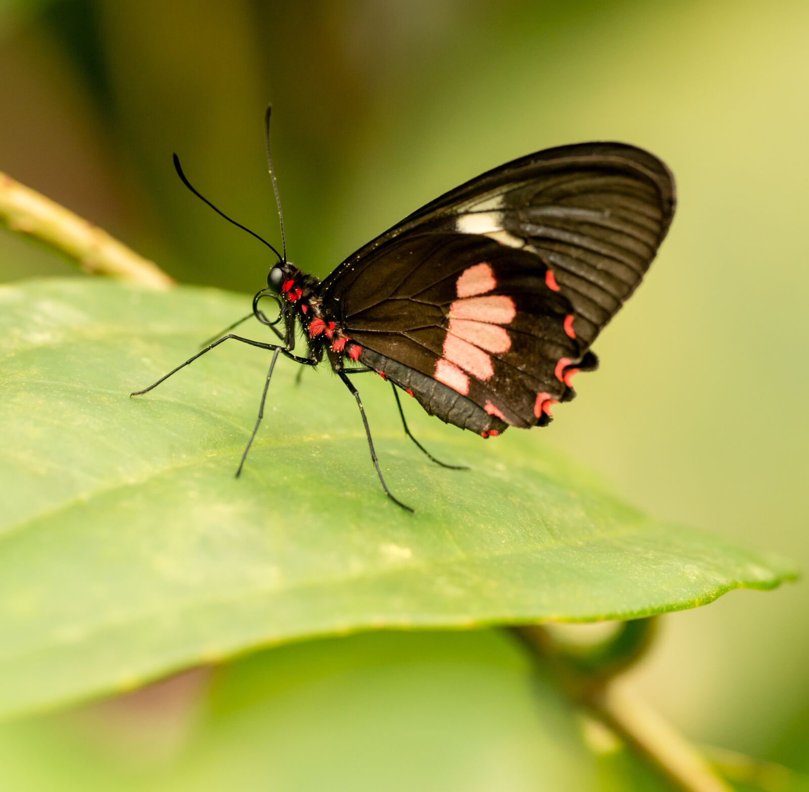 Nikon D800E sample photo. Butterfly, insect, the exotic photography