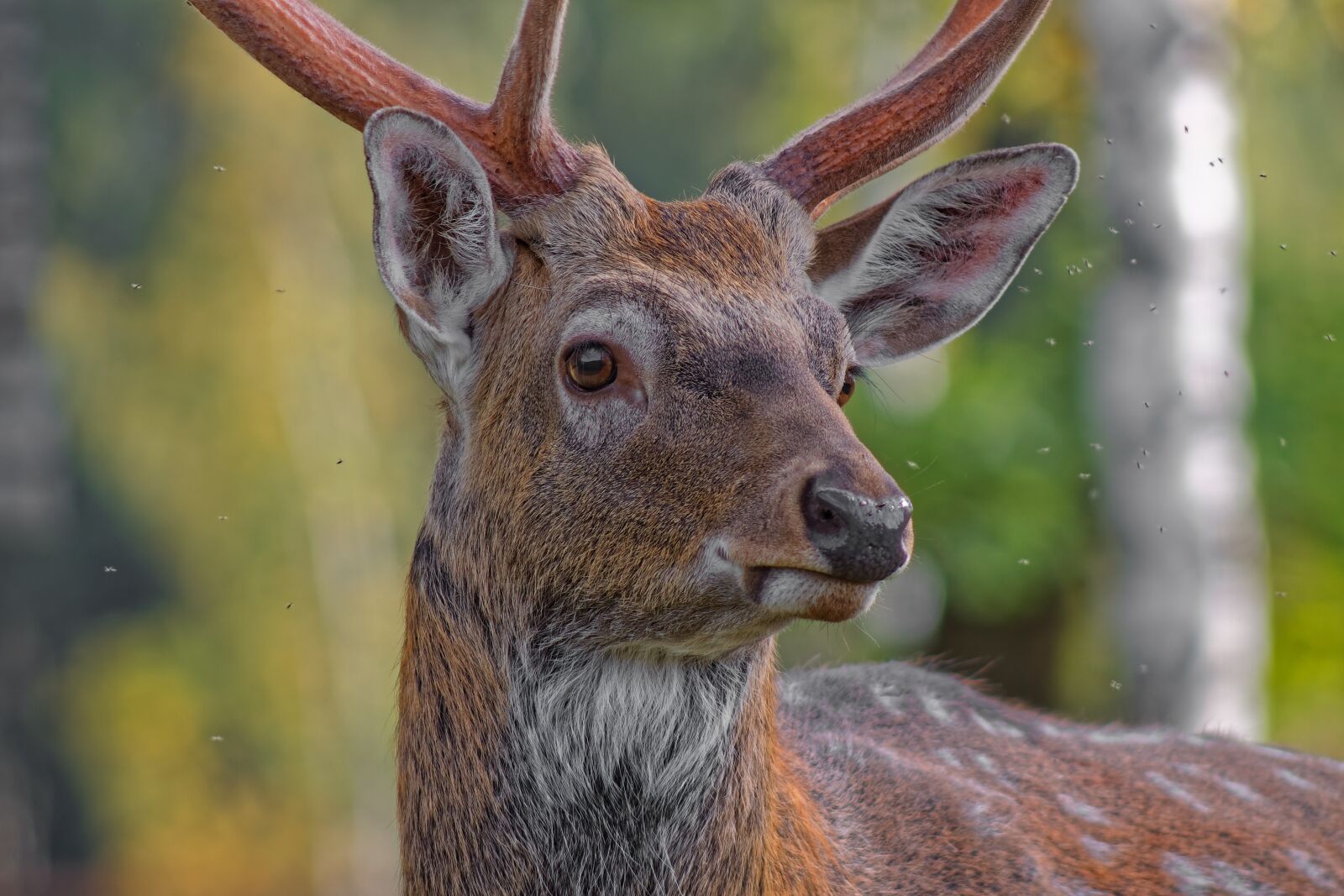 Canon EOS 500D (EOS Rebel T1i / EOS Kiss X3) sample photo. Deer, portrait, nature photography