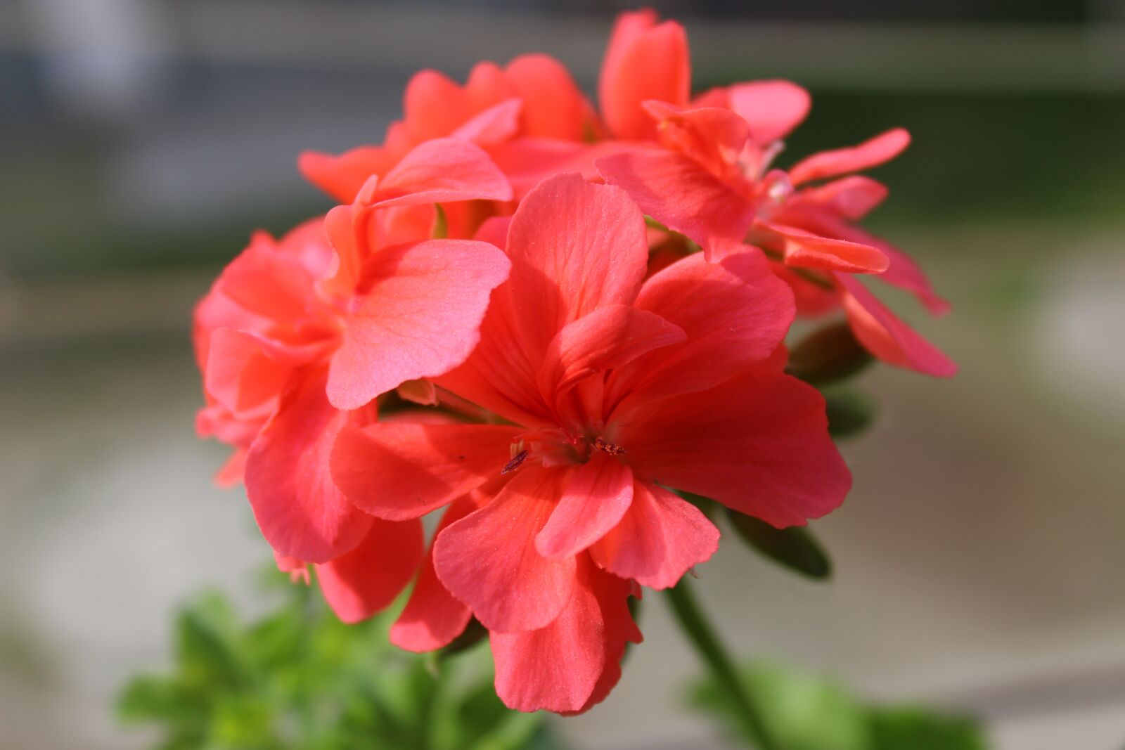 Canon EOS 600D (Rebel EOS T3i / EOS Kiss X5) sample photo. Nature, red, flowers photography