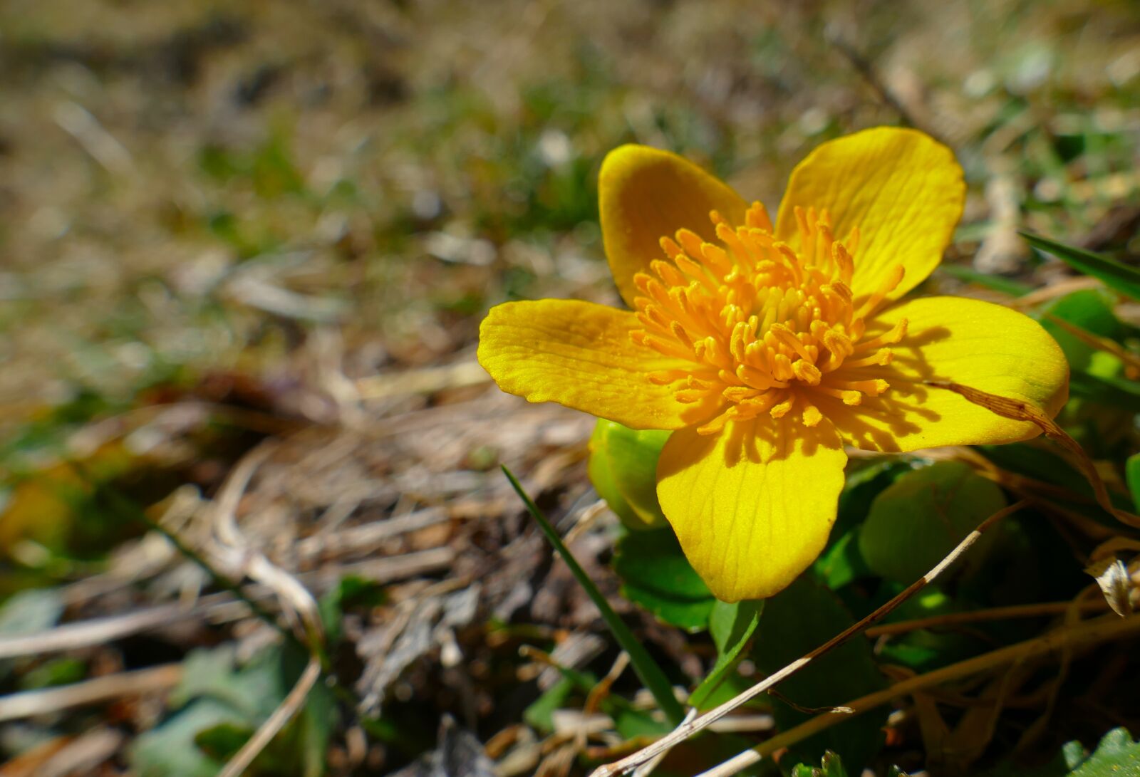 Panasonic Lumix DMC-FZ1000 sample photo. Caltha palustris, marsh plant photography