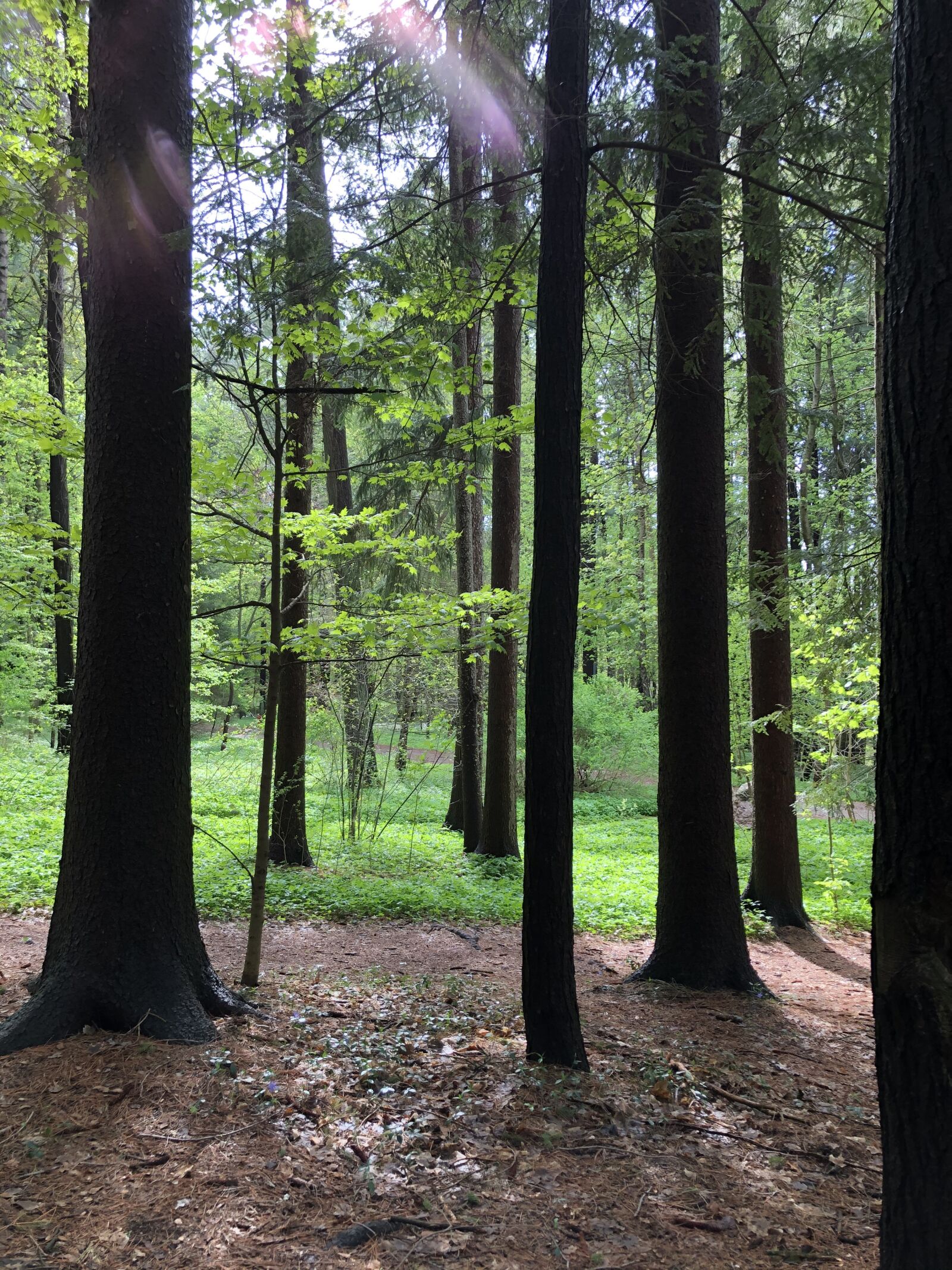 iPhone 8 back camera 3.99mm f/1.8 sample photo. Trees, light, forest photography