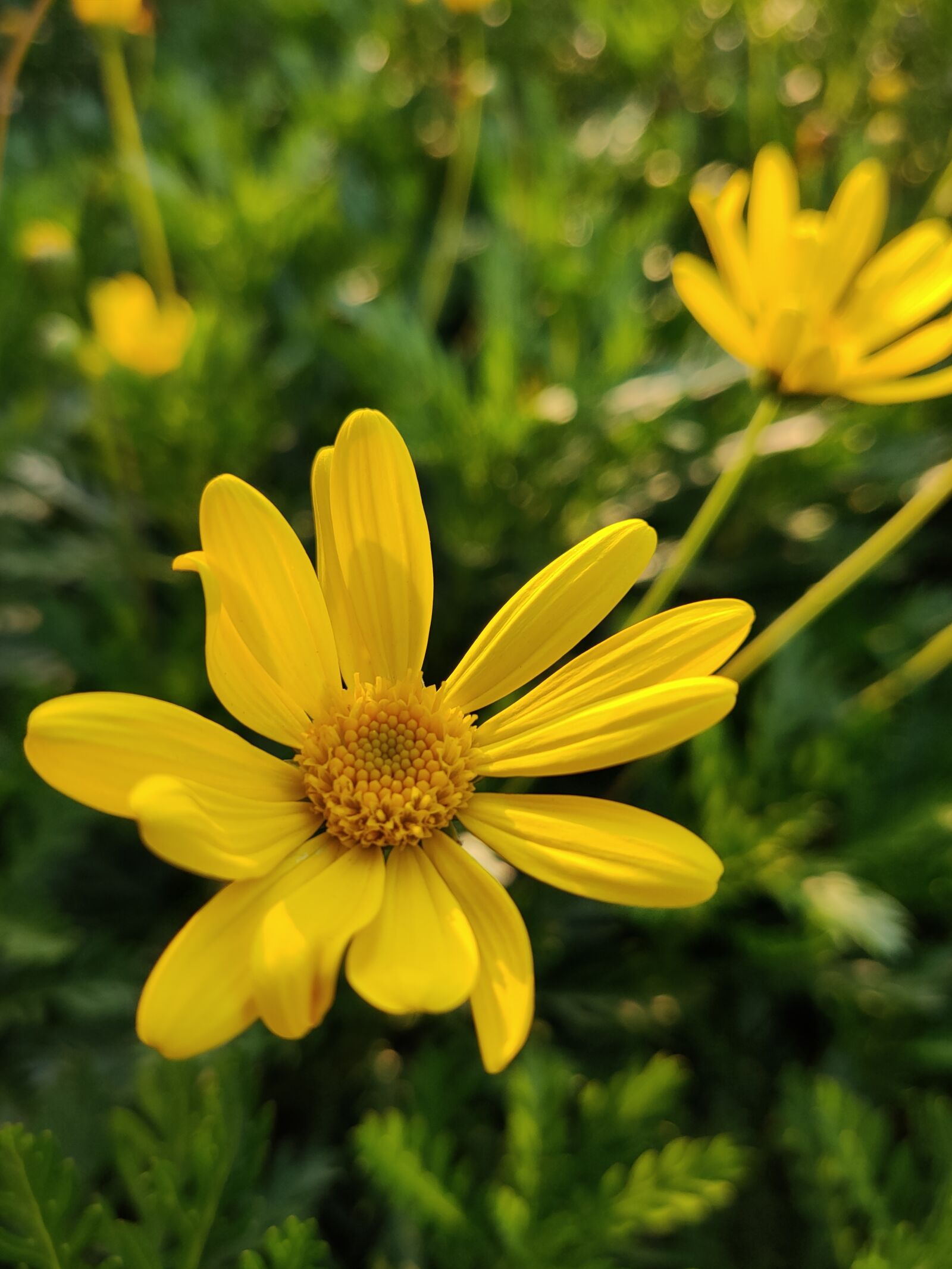 OPPO RENO 10X ZOOM sample photo. Yellow, flowering, flowers photography