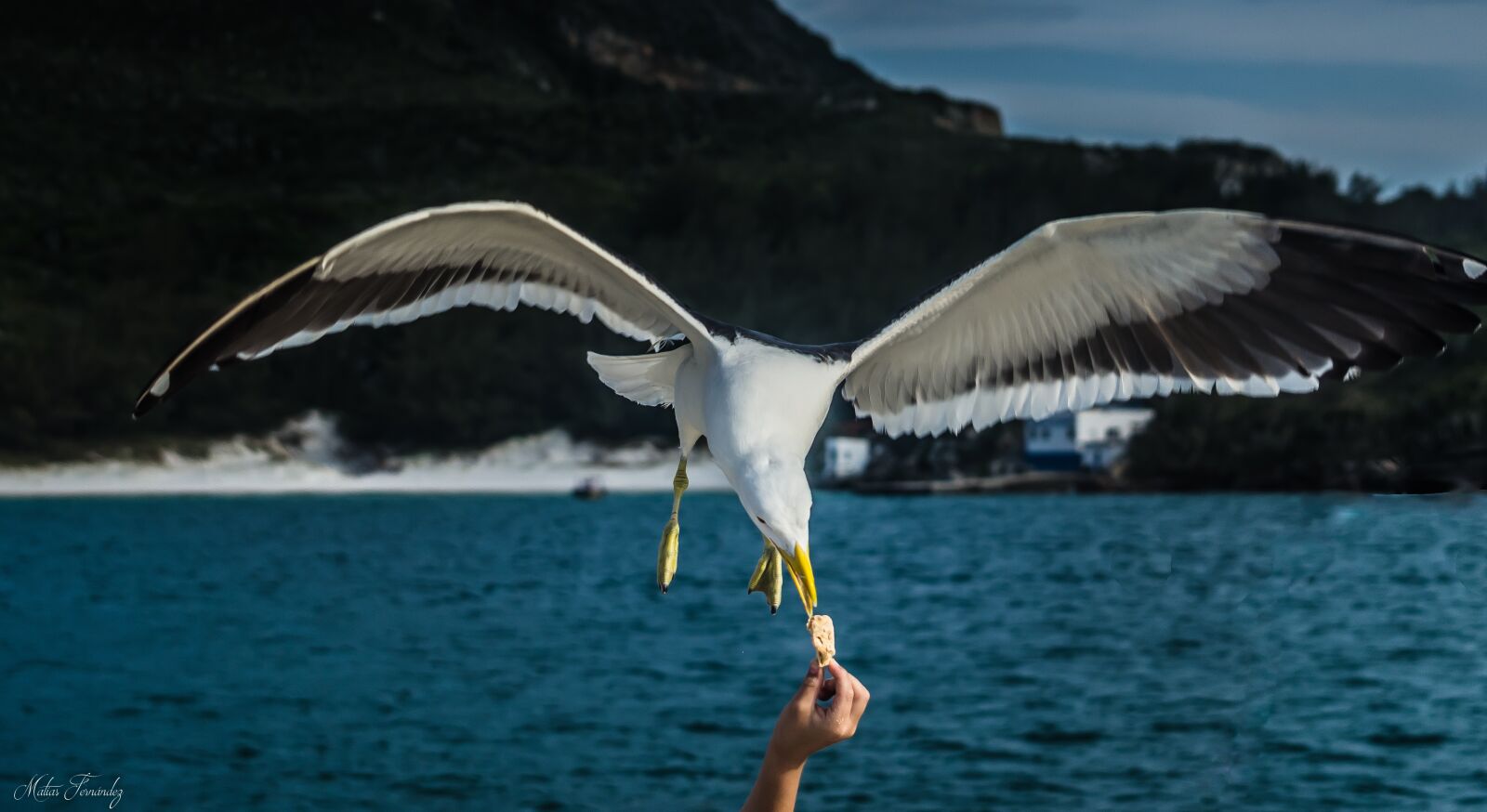 Nikon D7000 sample photo. Seagull, bird, ave photography