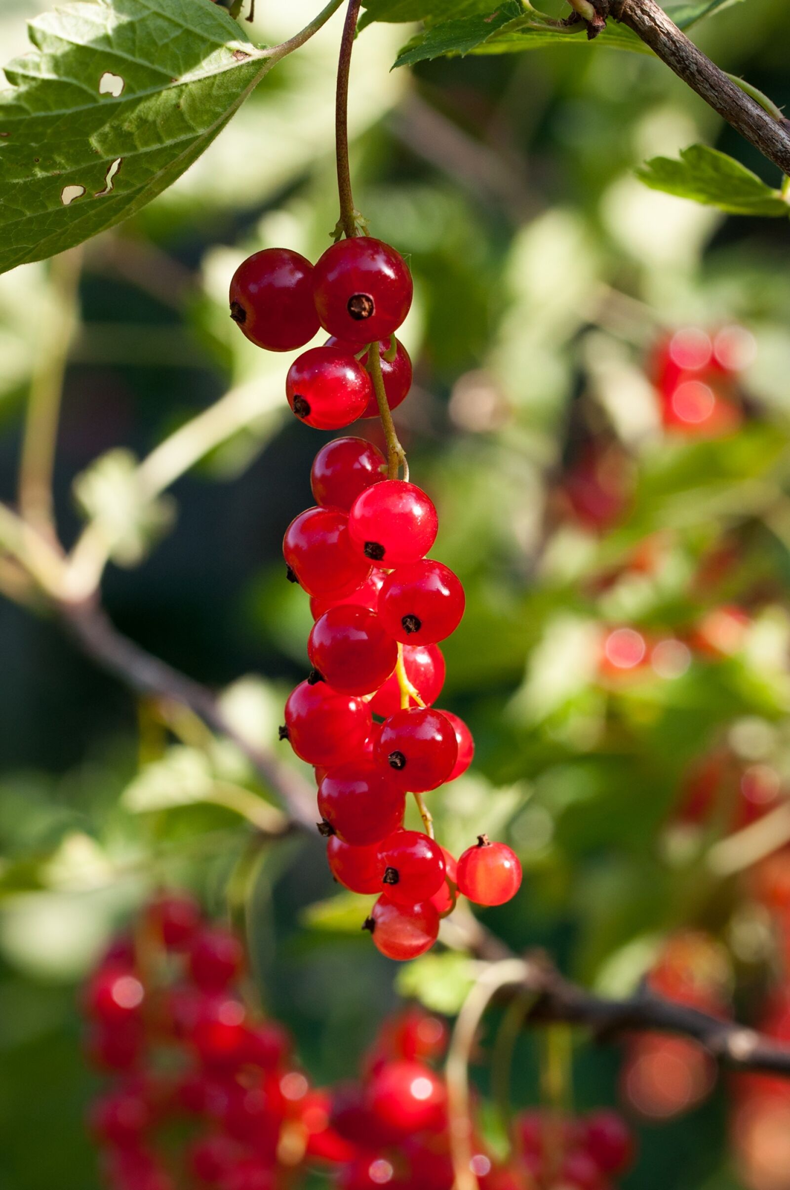 Nikon D90 sample photo. Currant, red currant, soft photography