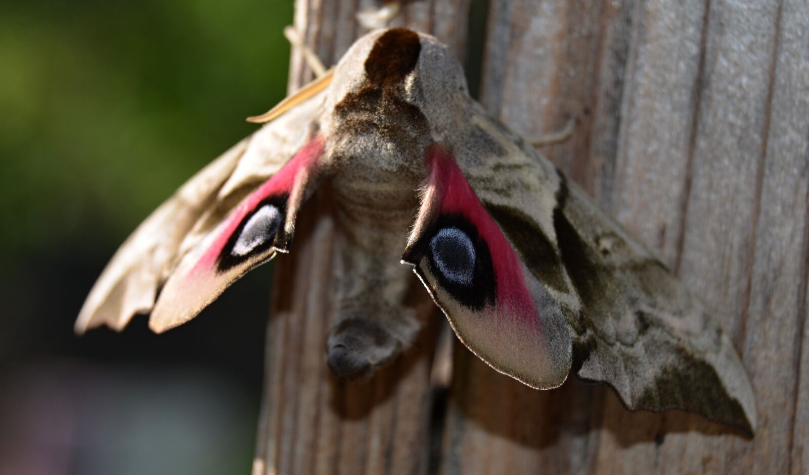 Nikon D5100 sample photo. Butterfly, hyles, revelers photography