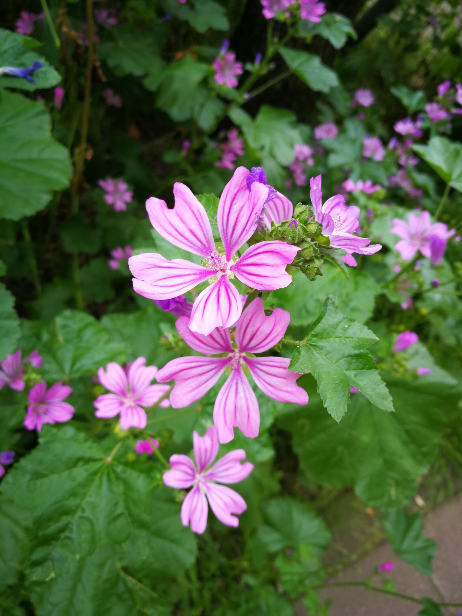 HUAWEI P10 sample photo. Flower, blossom, bloom photography