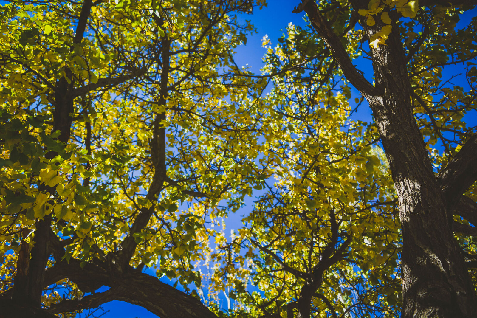 Nikon D5200 sample photo. Autumn, autumn, leaves, autumn photography