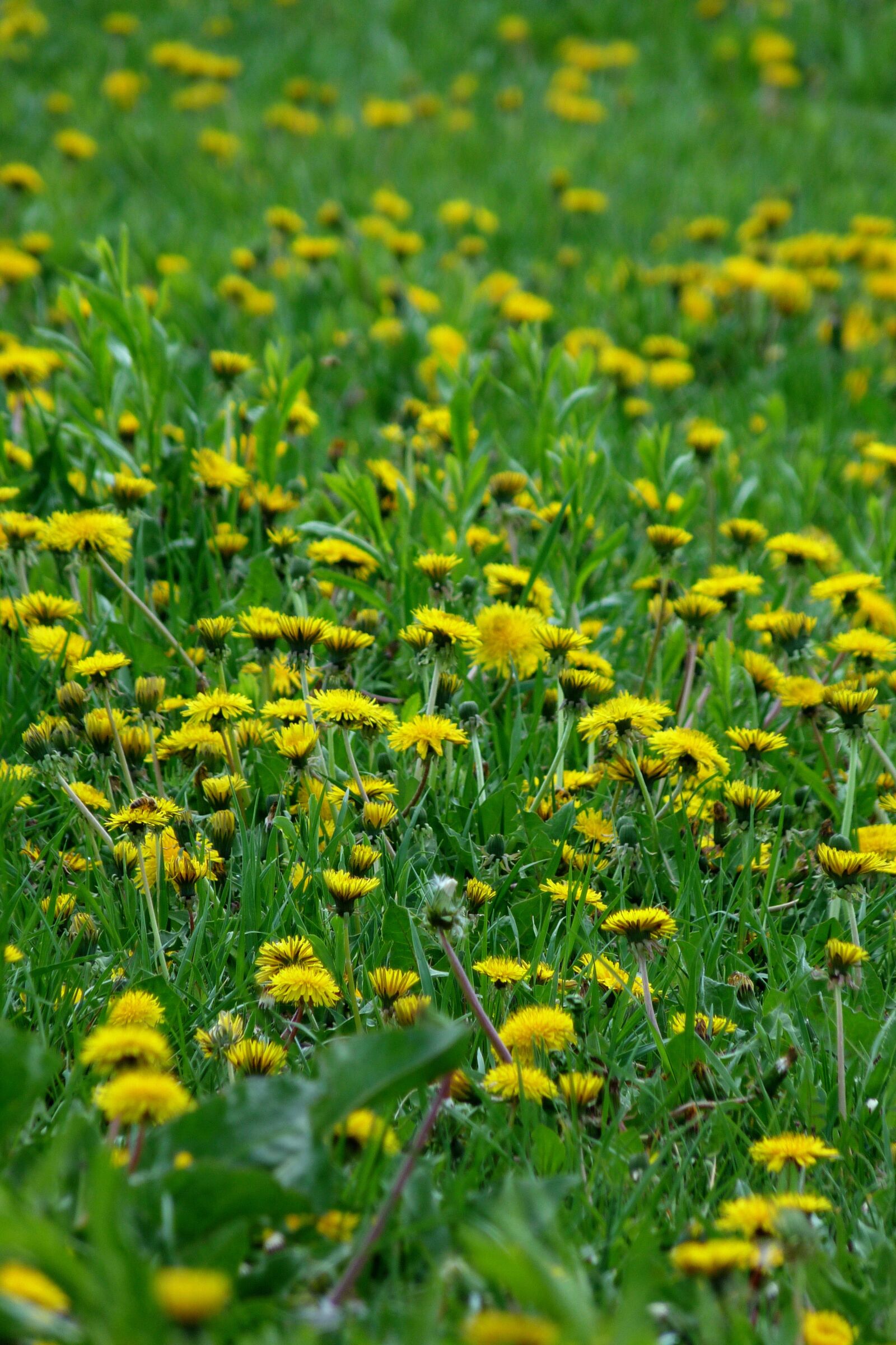 Panasonic Lumix DMC-FZ40 (Lumix DMC-FZ45) sample photo. Dandelion, spring, yellow photography