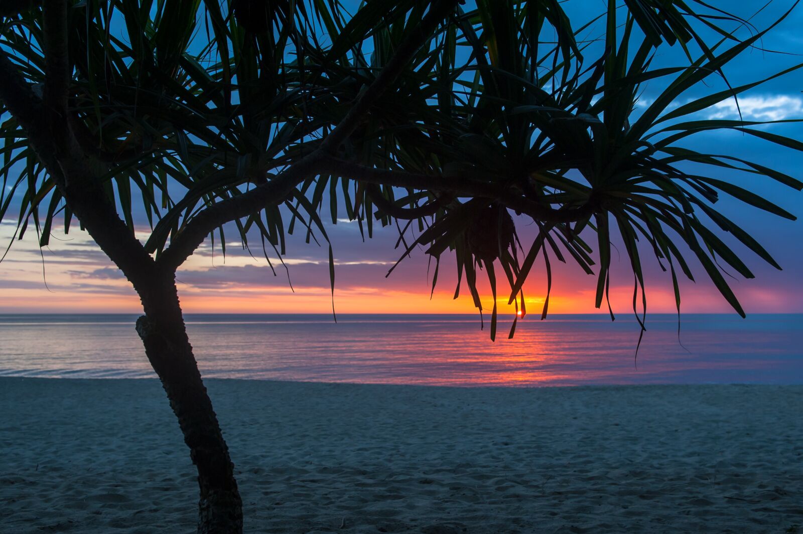 Nikon D700 sample photo. Tree, beach, water photography
