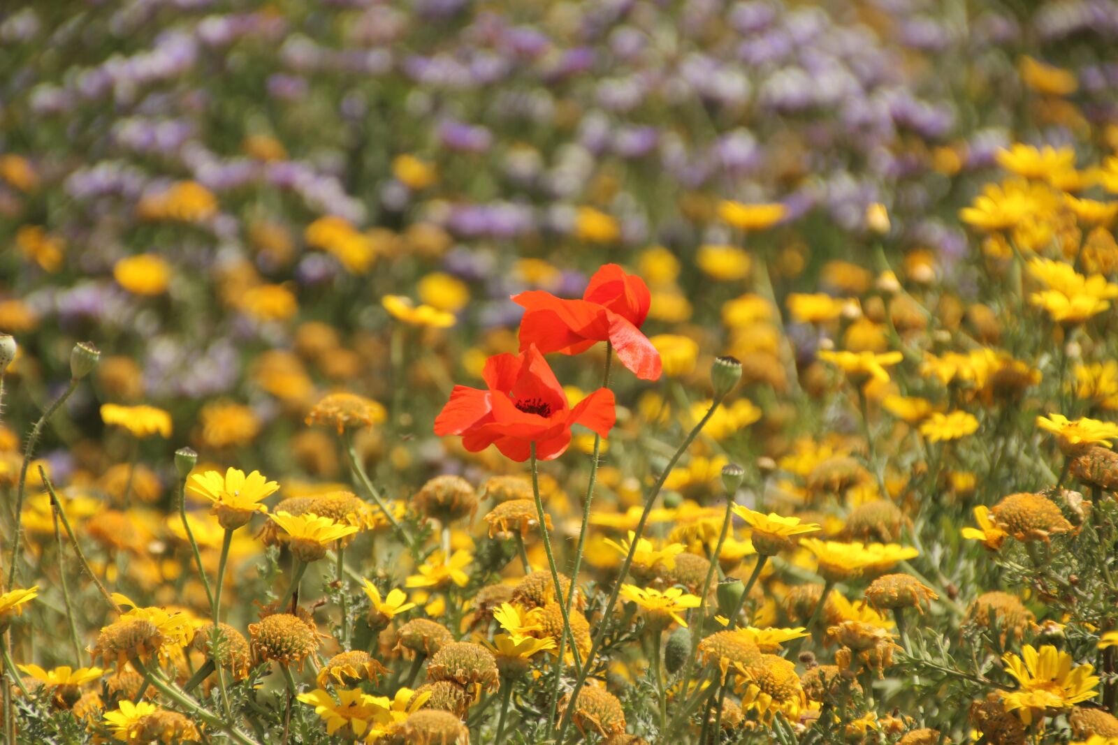 Canon EOS 600D (Rebel EOS T3i / EOS Kiss X5) sample photo. Flower, nature, plant photography