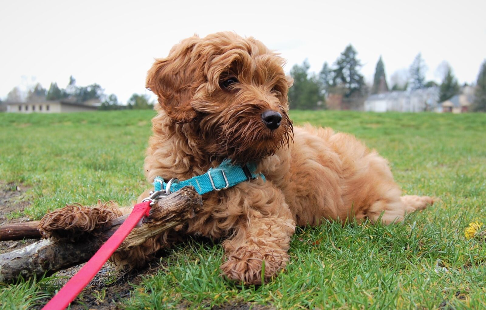 Nikon D40 sample photo. Puppy, cute, labradoodle photography