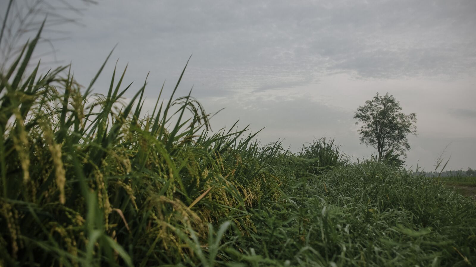 Canon EOS 600D (Rebel EOS T3i / EOS Kiss X5) sample photo. Landscape, plant, nature photography