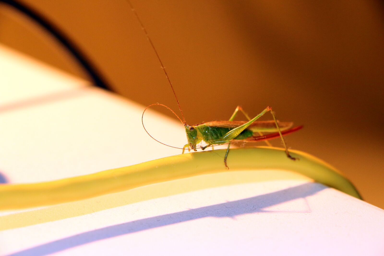 Canon EOS 70D sample photo. Grasshopper, insect, bug photography