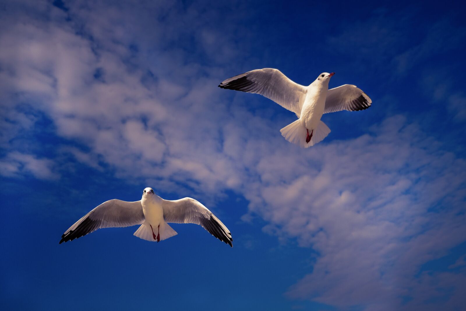 Fujifilm X-T1 sample photo. Gulls, sky, bird photography