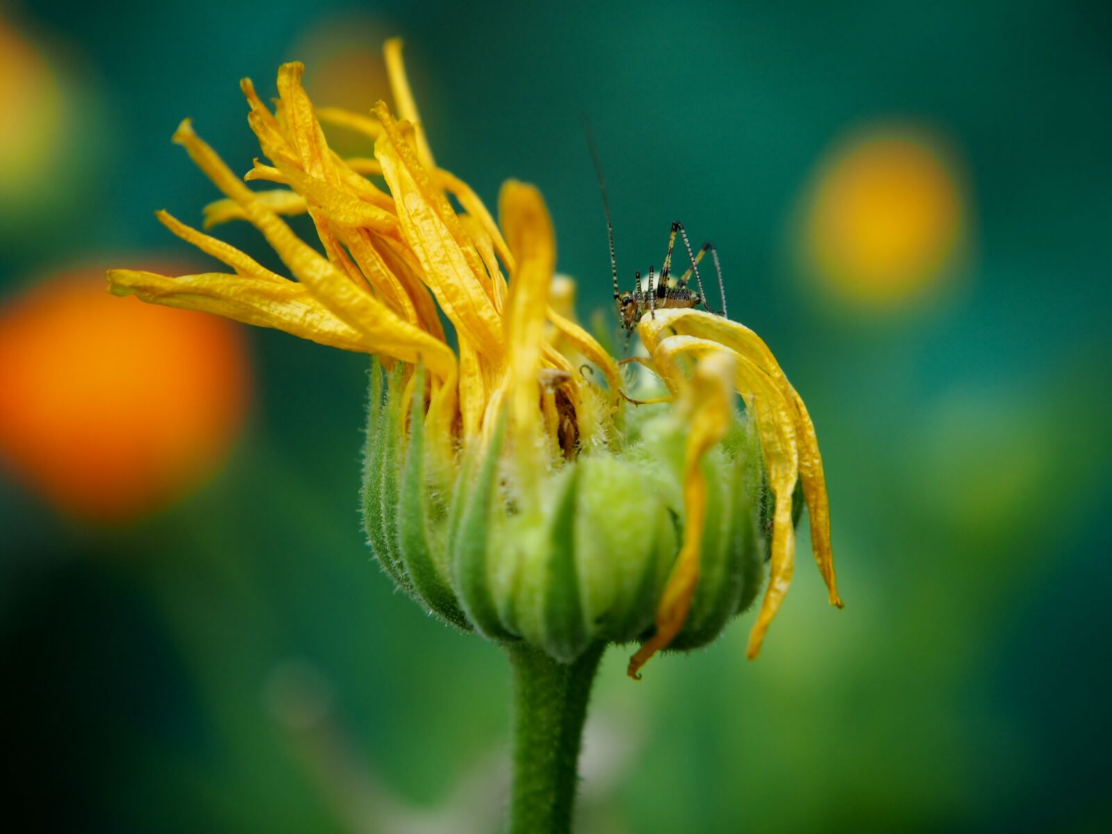 Olympus OM-D E-M10 sample photo. Marigold, blossom, bloom photography