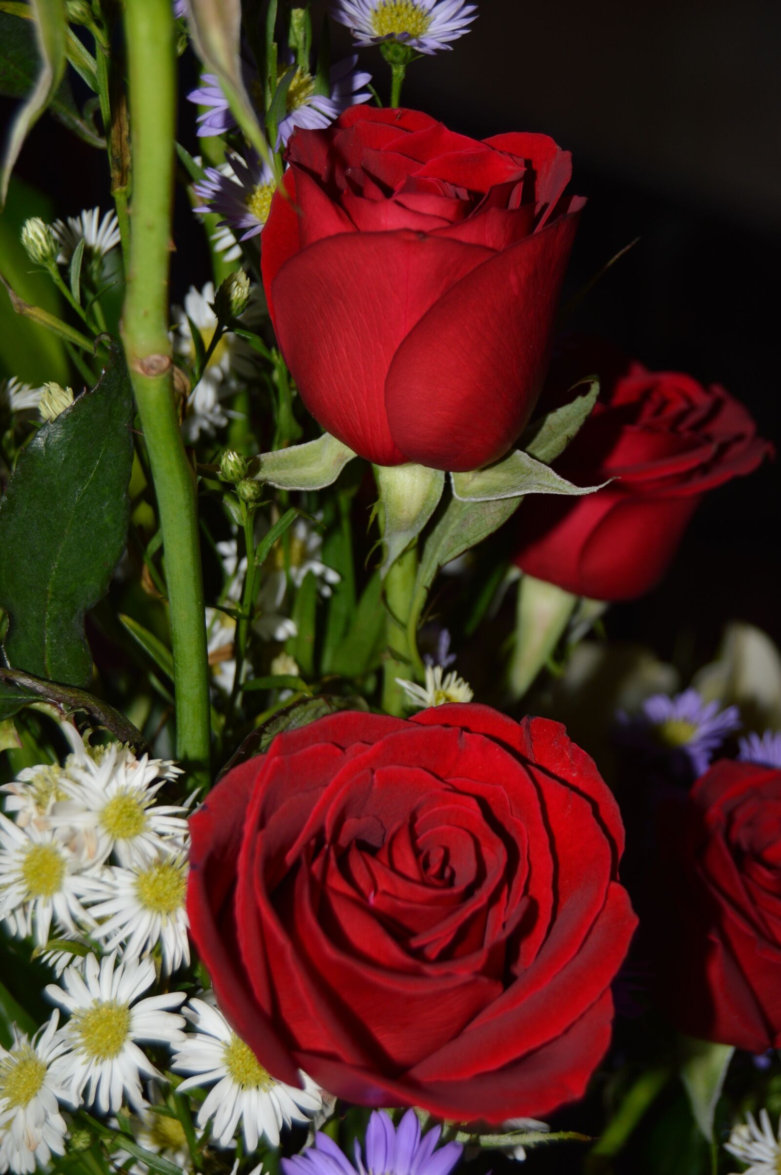 Nikon D3200 sample photo. Rosa, nature, flower photography