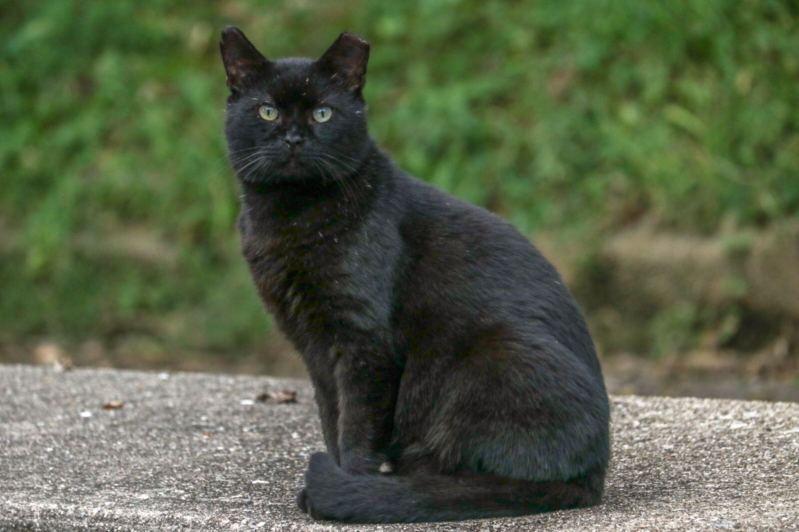 Canon EF-S 55-250mm F4-5.6 IS STM sample photo. Black, cat, pet photography