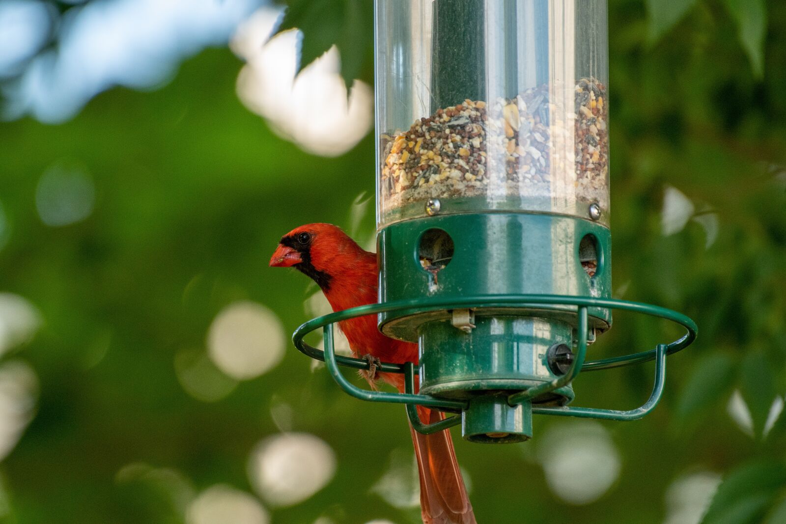 Nikon D500 sample photo. Bird feeder, bird, birdwatching photography