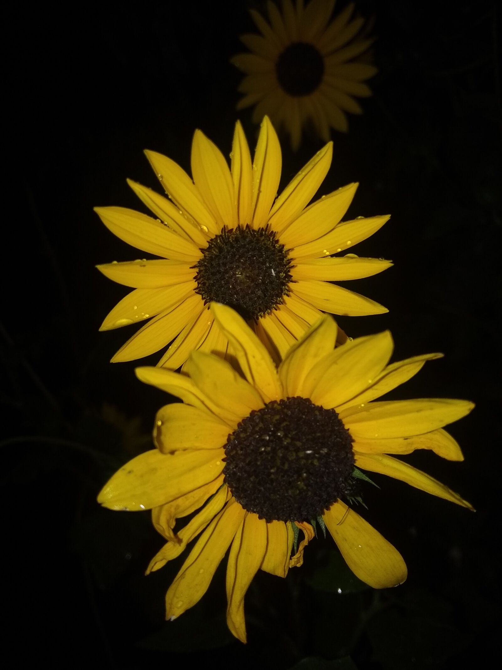 Xiaomi Redmi Note 5A sample photo. Sunflower, flower, summer photography