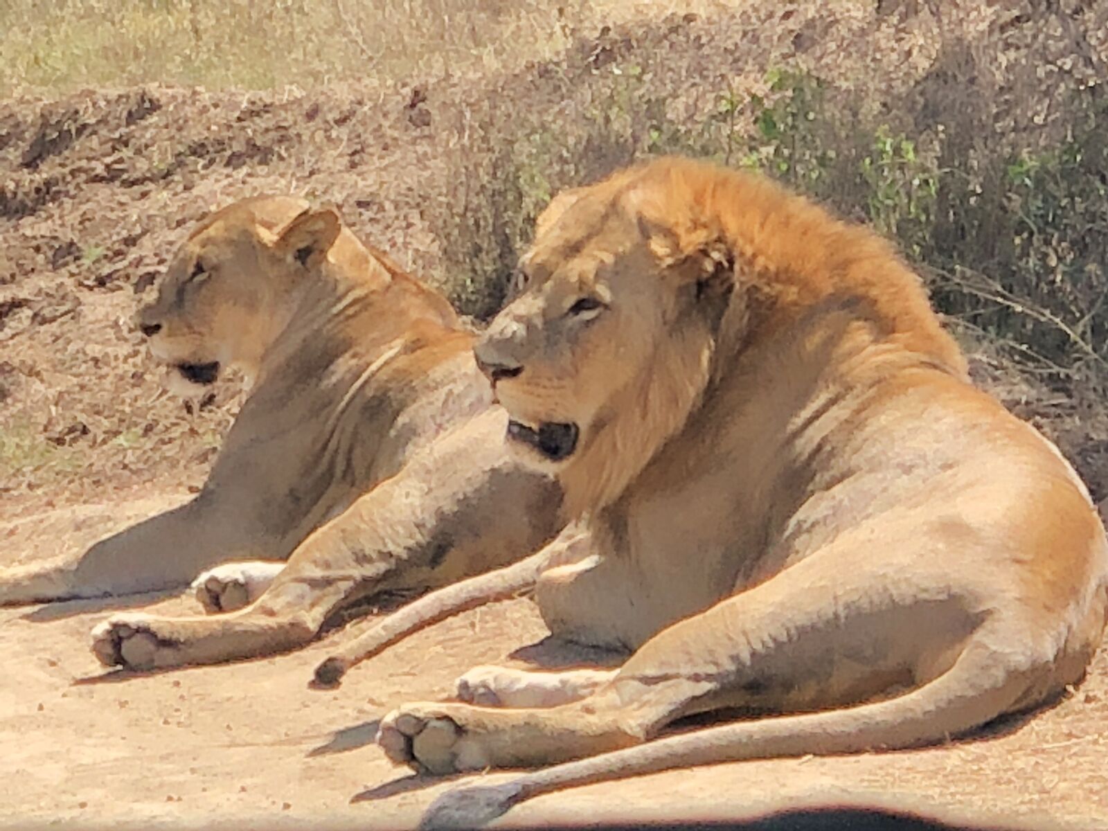 iPhone X back dual camera 6mm f/2.4 sample photo. Africa, thornybush, cats photography