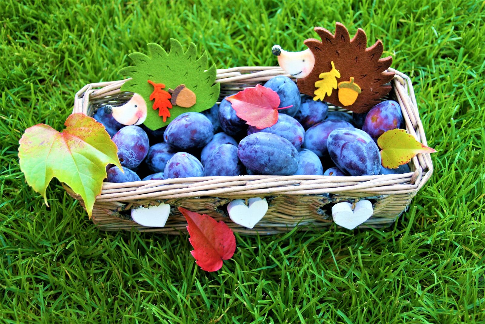 Canon EOS 400D (EOS Digital Rebel XTi / EOS Kiss Digital X) sample photo. Autumn, basket, plum photography