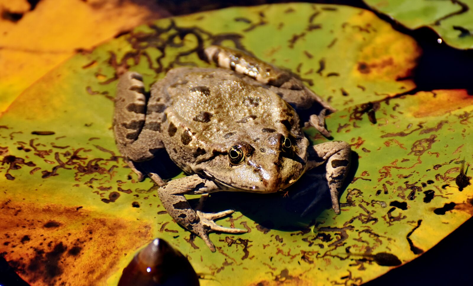 Nikon D7200 sample photo. Frog, pond, animal photography