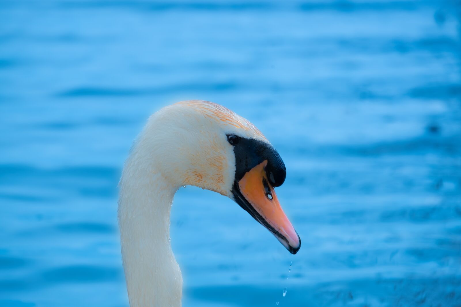 Fujifilm X-T10 sample photo. Bird, swan, lake photography