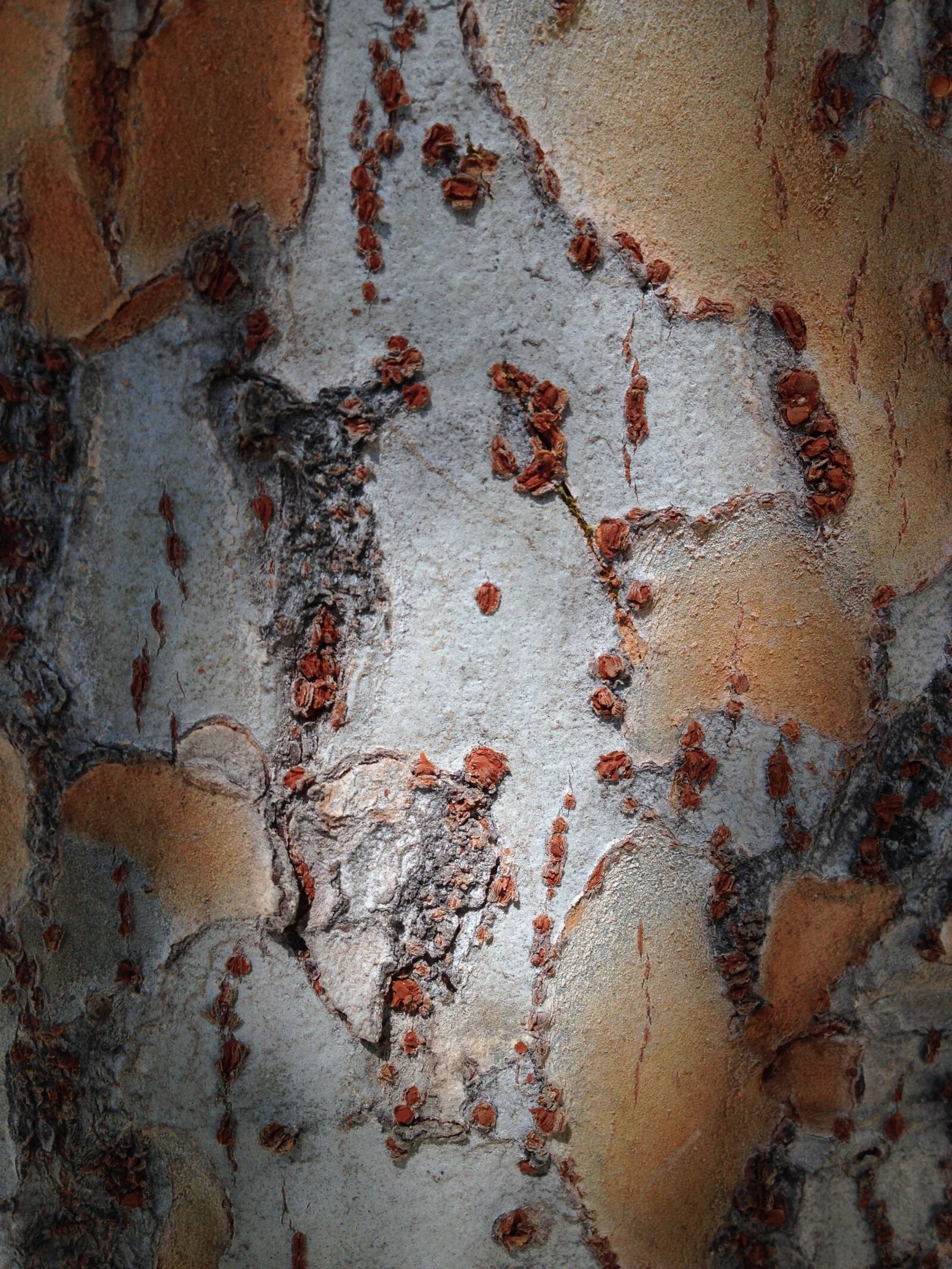 iPhone 5 back camera 4.12mm f/2.4 sample photo. Bark, texture, birch photography