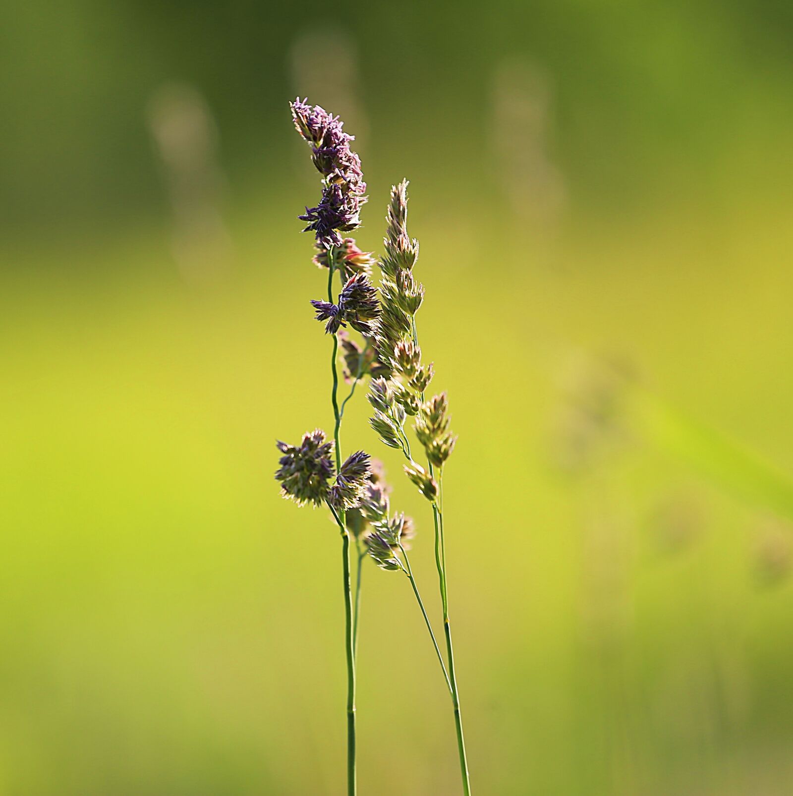 Canon EOS 6D + Canon EF 70-200mm F4L USM sample photo. Grass, beauty, summer photography