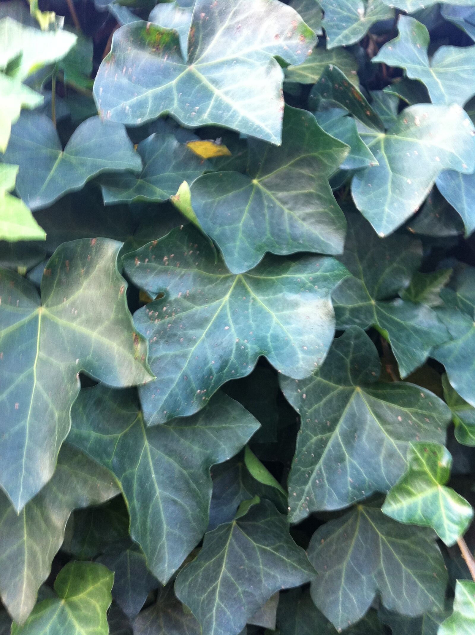Apple iPhone 4 sample photo